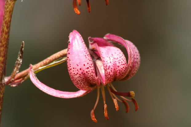 Flora Alpina delle Alpi Occidentali